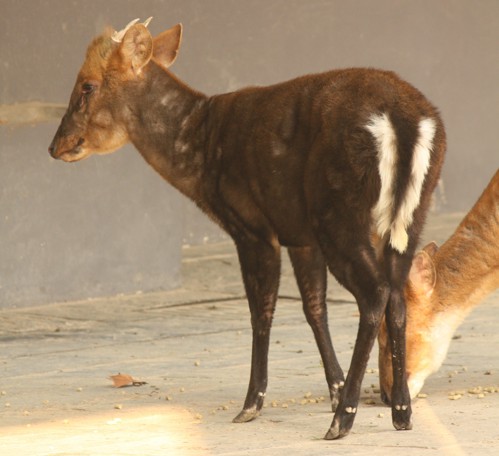 An image of a black muntjac, which appears as a small brown deer with short white horns and a white-striped tail.