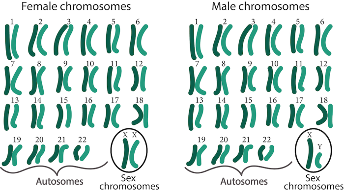 Female vs male chromosomes.