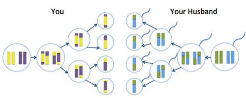 Meiosis