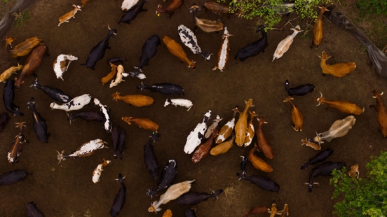 The image shows a herd of cows viewed from above. The herd includes cows with red and black base coat colors and a variety of patterns, including spot, speckles, and white areas along the cows’ backs.