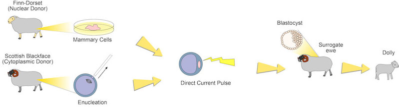 Diagram of cloning by nuclear transfer.