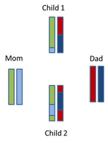 Sibling chromosomes