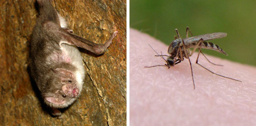 Vampire bat and mosquito.