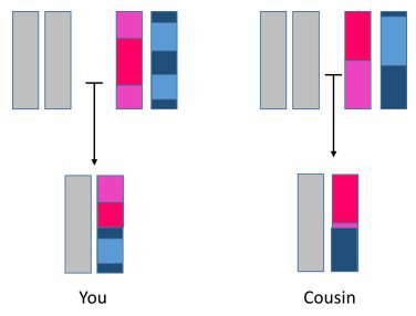 Chromosome inheritance.