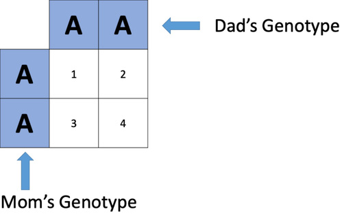 Both parents’ genotypes in a punnett square.