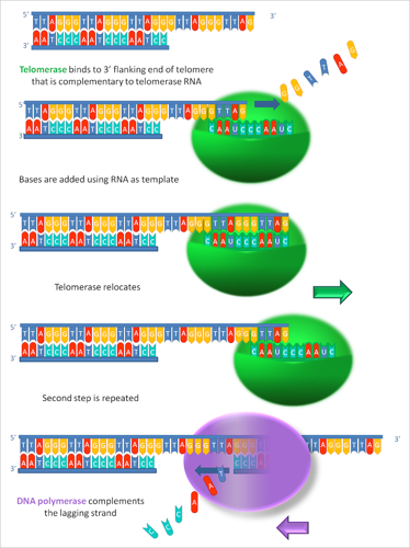 Telomerase adding bases to the end of DNA