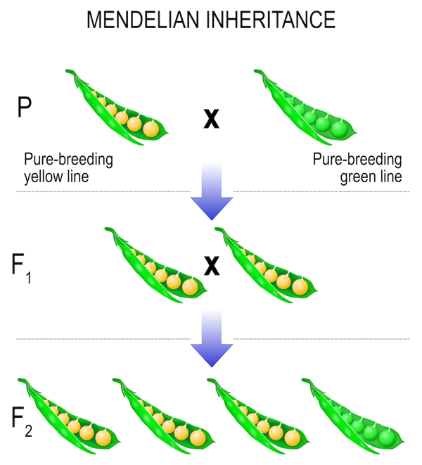 A pure-bred yellow pea plant is crossed with a pure-bred green pea plant in the first (P) generation, giving yellow peas in the second (F1) generation. Crossing plants from the second generation leads to a mix of yellow and green peas in the third (F2) generation.