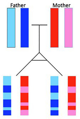 Identical twin sister chromosome patterns.