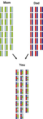 Inheritance with recombination.