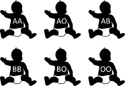 Babies with 6 possible gene combinations: AA, AO, AB, BB, BO, OO.
