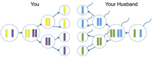 Meiosis