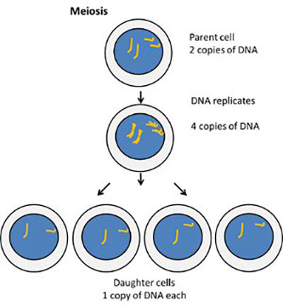 Meiosis.