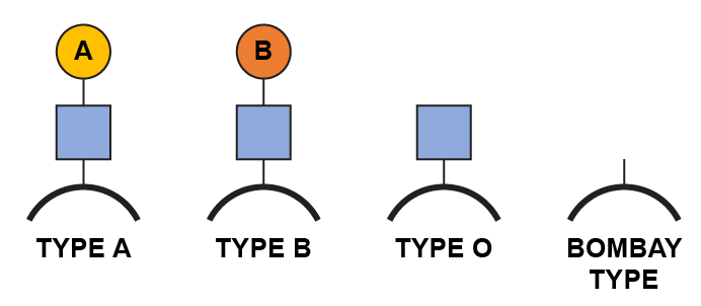 Comparing proteins on the red blood cell between common blood types and the Bombay type.