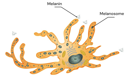 Melanocyte cells.