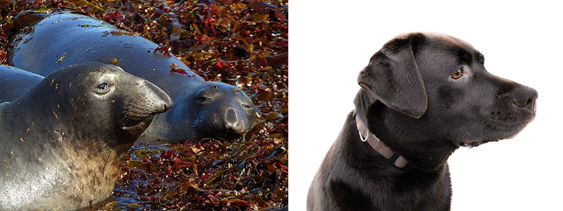 A portrait of an elephant seal juxtaposed with a portrait of a labrador retriever.