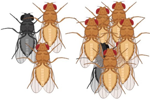 Image of two groups of flies. The group on the left has one black fly and two orange-brown flies. The group on the right has one black fly and six orange-brown flies.