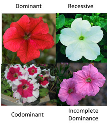 Color dominance in petunias