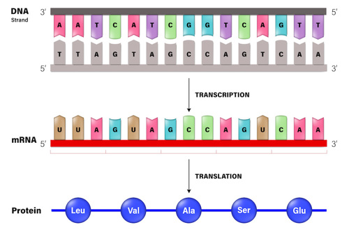 DNA letters are transcribed into mRNA letters, which are then translated into amino acids to make a protein chain.