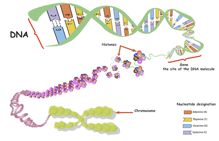DNA in chromosome.