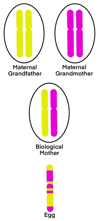 Maternal chromosomes.