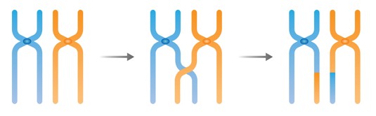 Diagram showing two chromosomes colored blue and orange crossing over and swapping segments of their DNA.