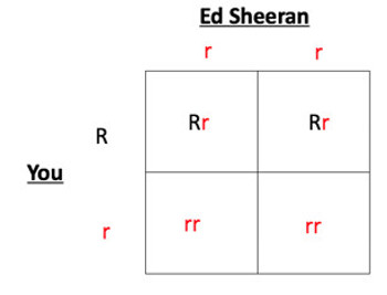 Punnett square.