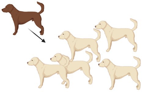 Image of one brown dog with an arrow pointing towards a group of five white dogs.