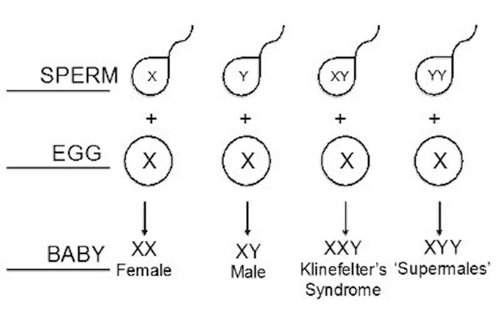 Chromosome combinations