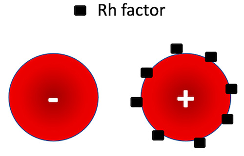 Blood cells with and without Rh factor.