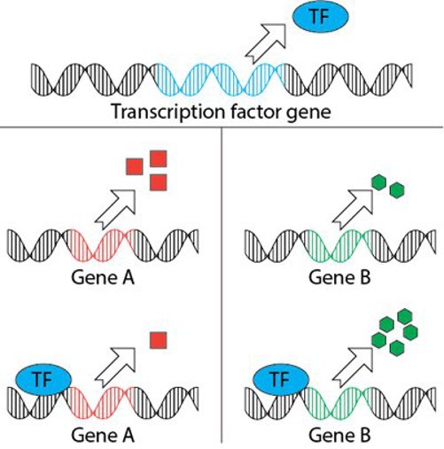 Transcription factors.