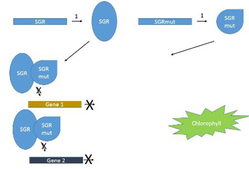Dominant-negative molecular mechanism of SGR gene in heterozygous green peas.