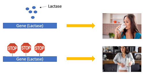 Above is an illustration of a gene (lactase) and a woman drinking milk. Below is an illustration of a gene (lactase) with stop signs on top and a woman rejecting milk.