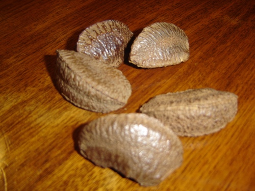 Brazil nuts