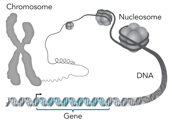 Chromosomes and DNA.