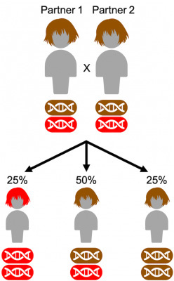 Genetic inheritance in a family where both parents are carriers.