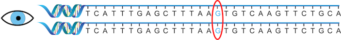 Two “G” sequences of OCA2 in a person with blue eyes.