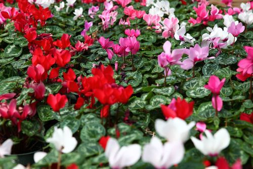 Red white and pink flowers