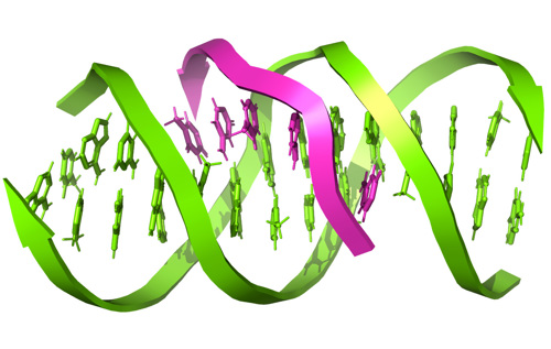 Three strands of DNA interwoven to form a triple helix.