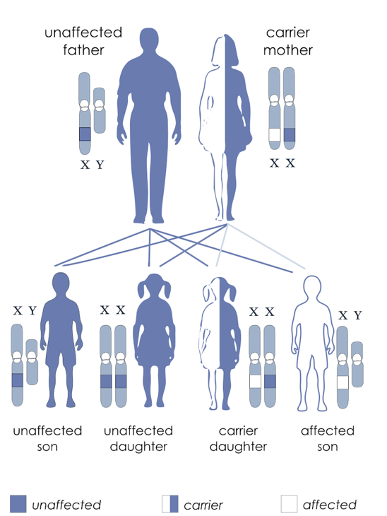 X-linked inheritance.