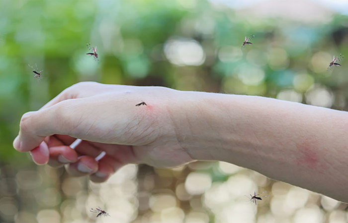 Mosquitoes biting human arm.