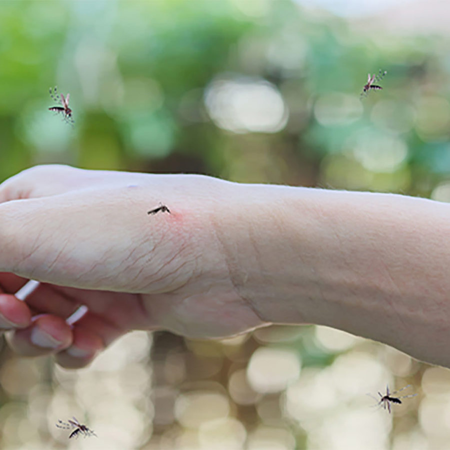 Mosquitoes biting human arm.