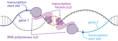 Diagram of genes on opposite strands of DNA, each with a set of transcription factors and RNA polymerase.