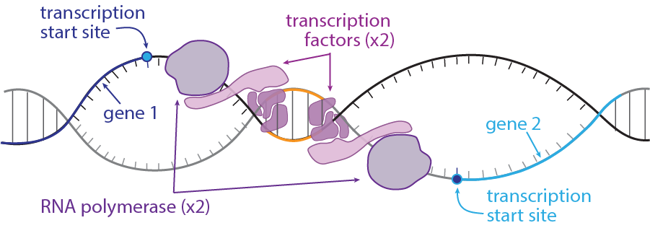 Diagram of genes on opposite strands of DNA, each with a set of transcription factors and RNA polymerase.