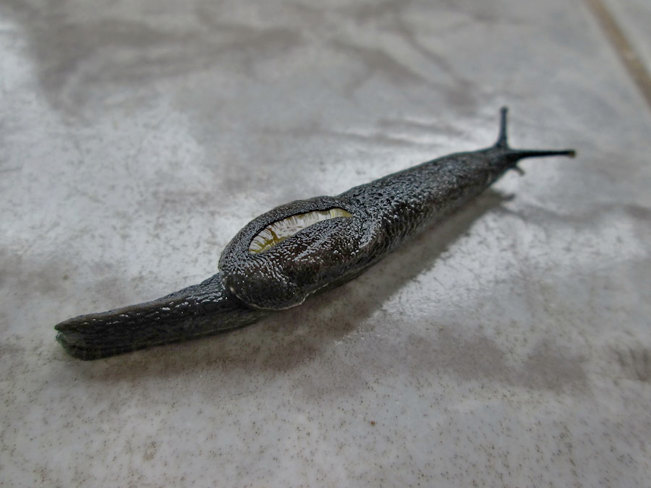 Closeup of a Yellow-shelled Semi-slug.