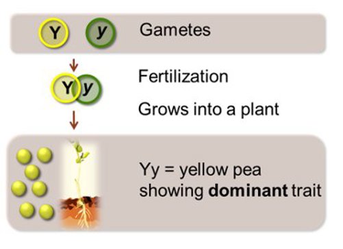 A purebred green pea (y) crossed with a purebred yellow pea (Y).