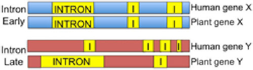 Introns-early vs. introns-late model.