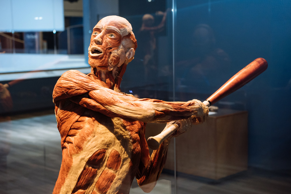 human body museum tour