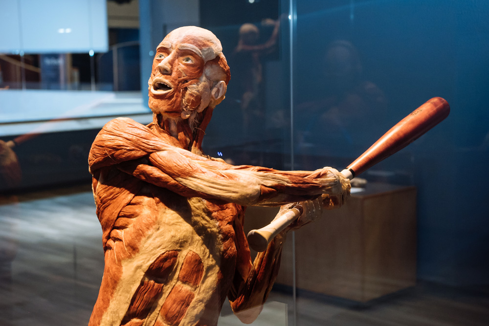 body worlds virtual tour