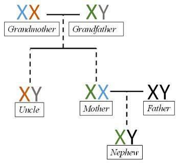 Inheritance without recombination.