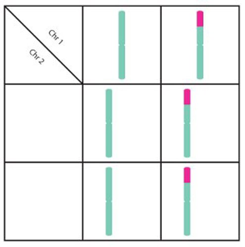 Translocation inheritance